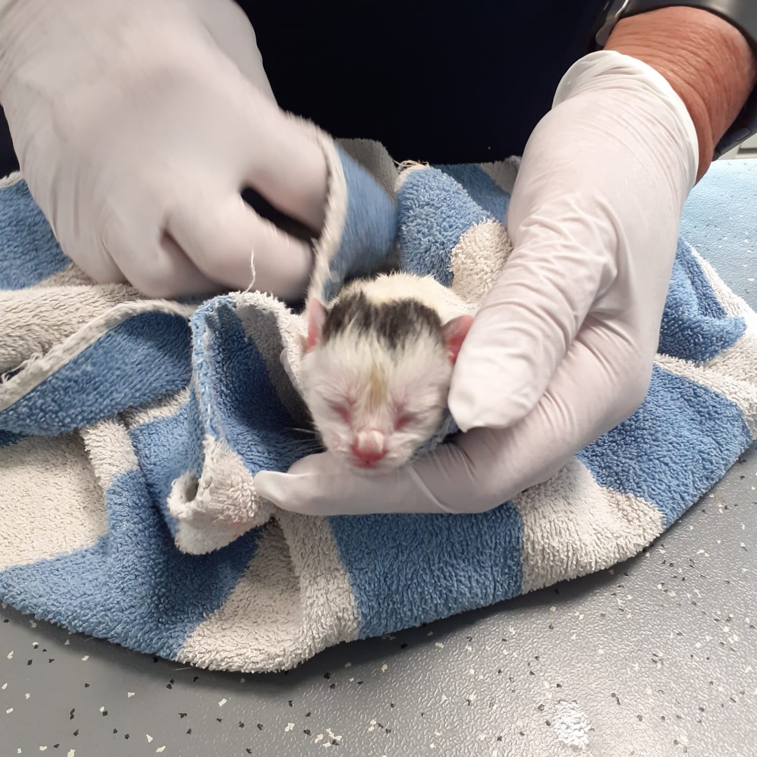 Dierendag, doneren met 2x zoveel impact!